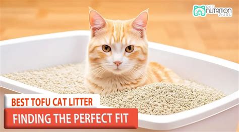 tofu cat litter reviews|Best Tofu Cat Litter — Pooping in Peace.